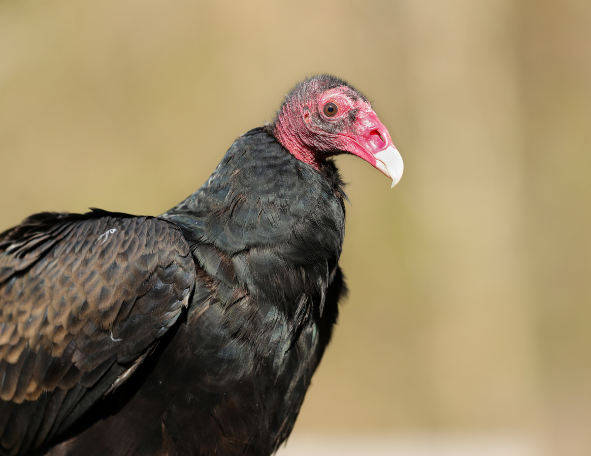 Earl the Turkey Vulture