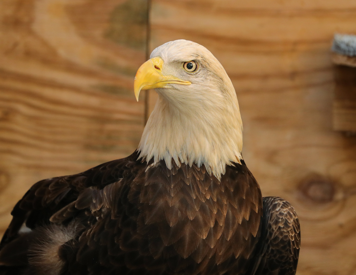 Eli the Bald Eagle