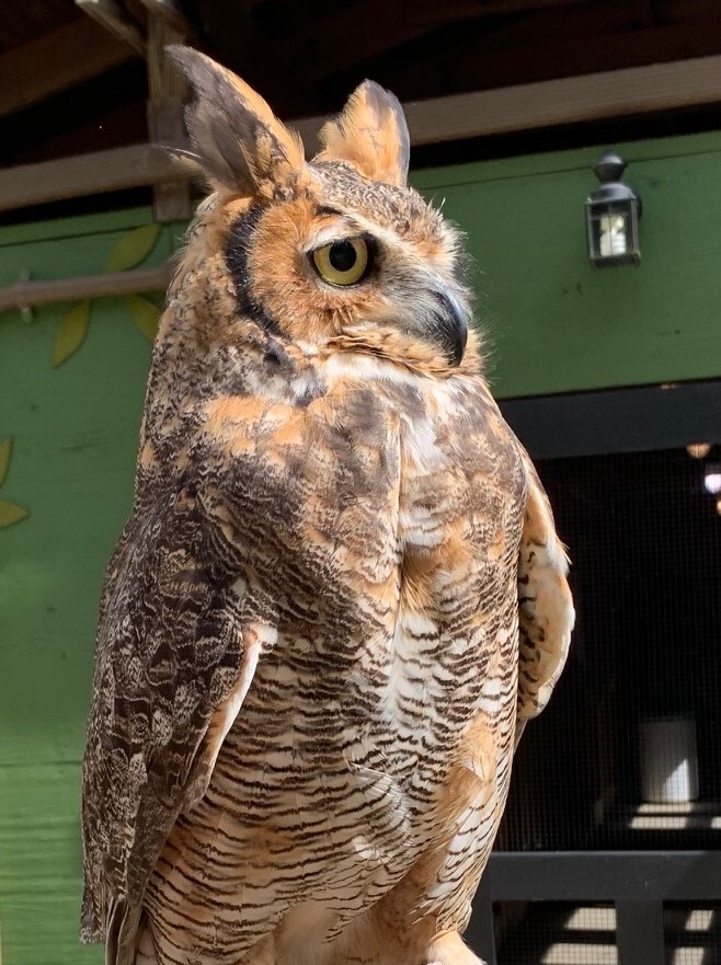 Hera the owl