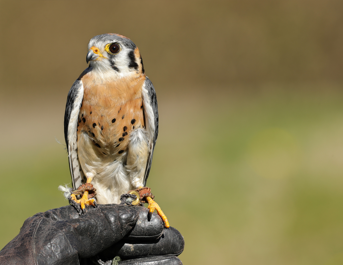 Noah the bird on glove