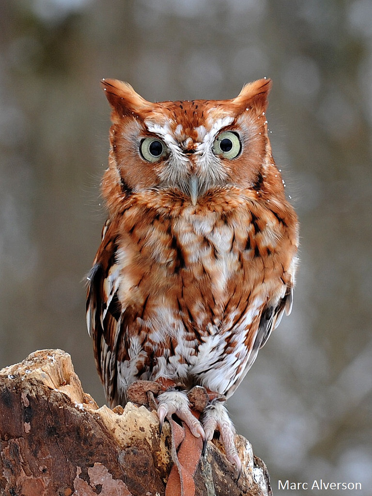 Rufous the owl on stump