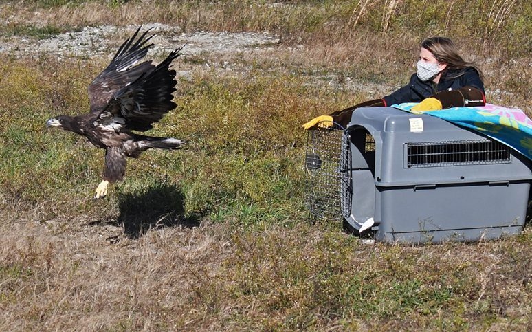 bird being released from cage